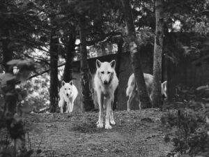 Feeding the Wolves