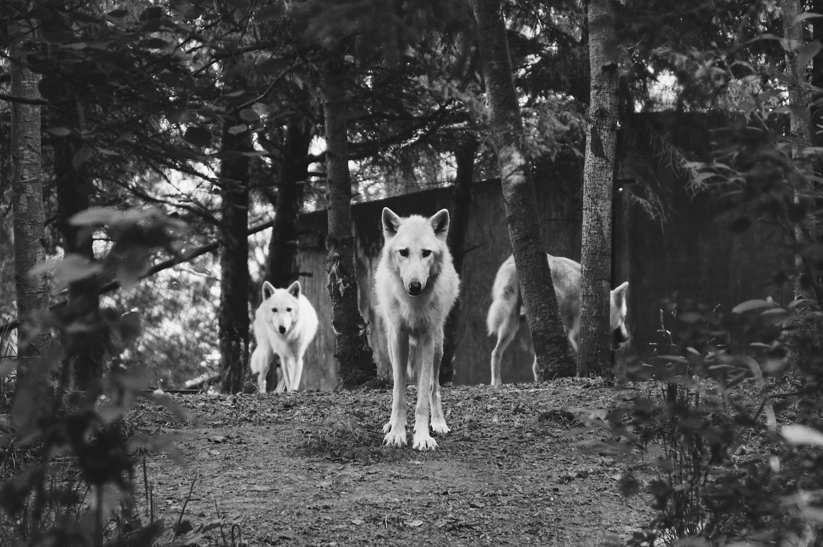 Feeding the Wolves